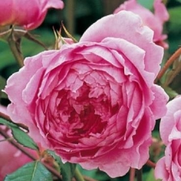 Alan Titchmarsh