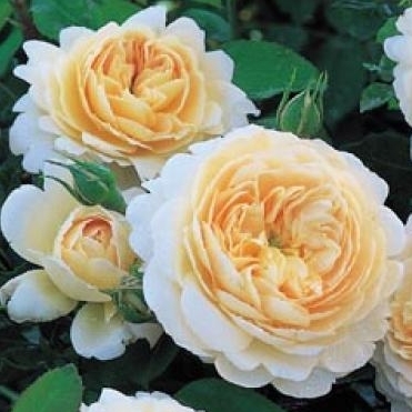 Crocus Rose