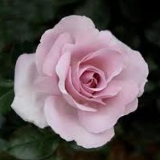La rose du petit prince - Delbard