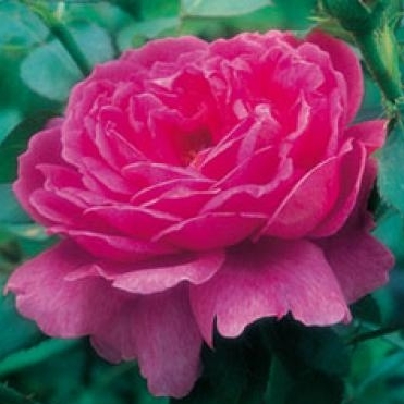 Noble Antony