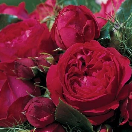 Red Eden rose - Meilland