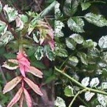Rosa Wichuraiana Follis variega