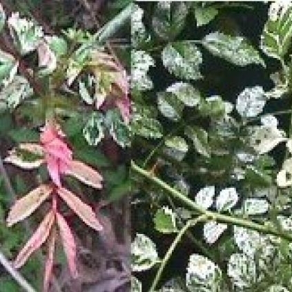 Rosa wichuraiana Follis variegata