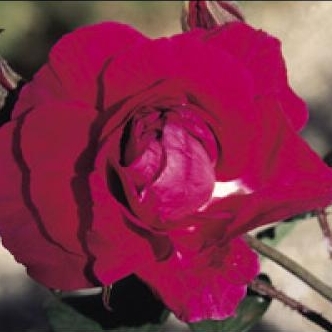Rose a parfum de l'Hay - Gravereaux