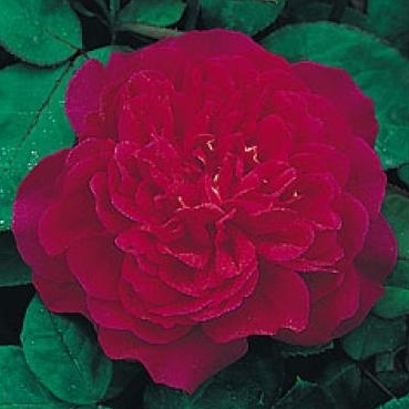 Sophy's Rose