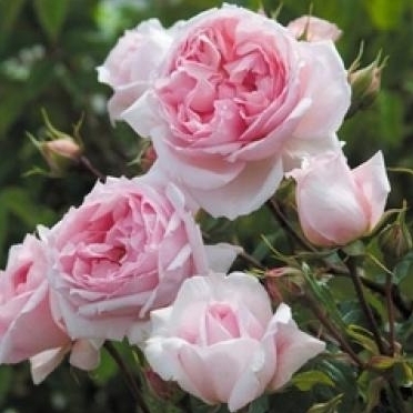 The Wedgwood rose