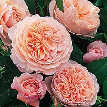 William Morris