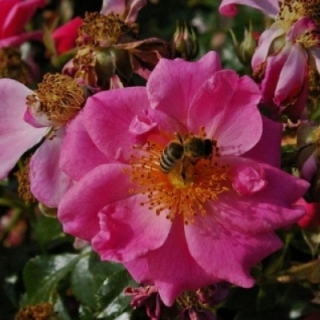 Bienenweide Rosa