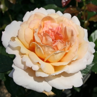 Grossherzogin Luise