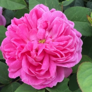 Rose de Alhambra