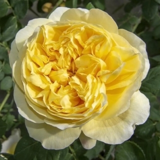 Rose de Bretagne