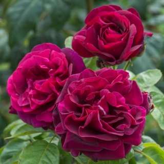 Rose du Roi Ã  Fleurs Pourpres
