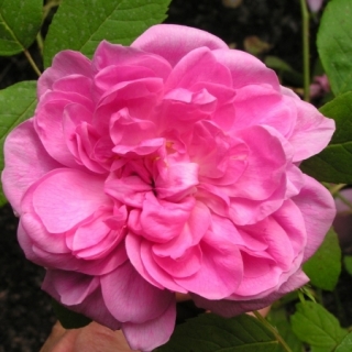 The Cook's Rose