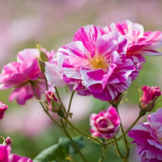 The King's Rose